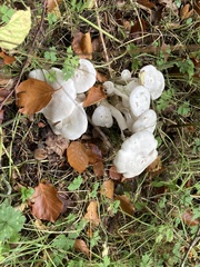 Leucocybe