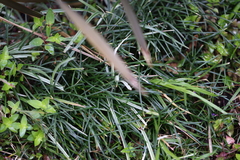 Ophiopogon