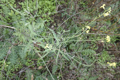 Sisymbrium loeselii