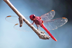 Orthemis discolor