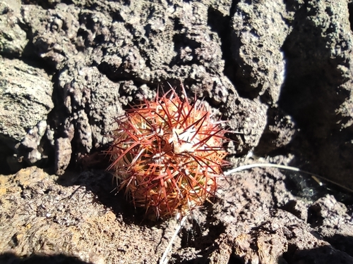 Echinocereus pamanesii