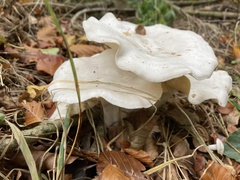 Leucocybe
