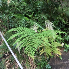 Hypolepis tenuifolia