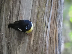 Petroica macrocephala