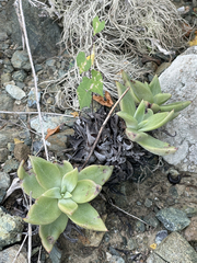 Dudleya
