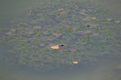 Ranunculus trichophyllus