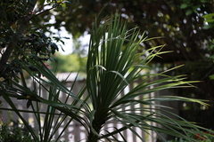 Cordyline