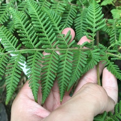 Hypolepis tenuifolia