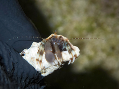 Pagurixus jerviensis