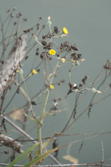 Sonchus palustris