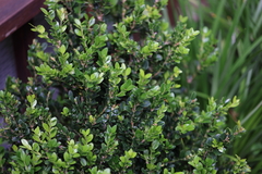 Buxus
