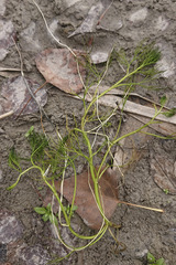 Ranunculus trichophyllus