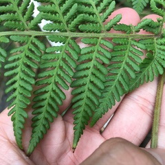 Hypolepis tenuifolia