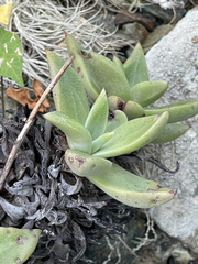Dudleya
