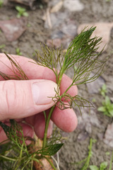 Ranunculus trichophyllus