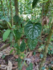 Philodendron brandtianum