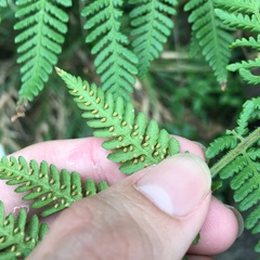 Hypolepis tenuifolia