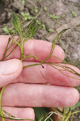 Ranunculus trichophyllus