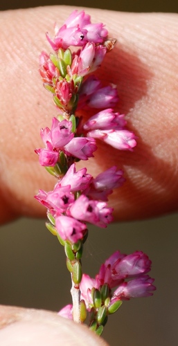 Image of Erica gnaphaloides by (c) Tony Rebelo, some rights reserved (CC BY-SA)