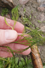 Ranunculus trichophyllus