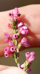 Erica gnaphaloides