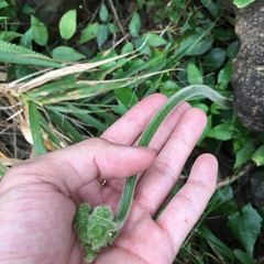 Hypolepis tenuifolia