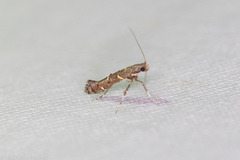 Caloptilia triadicae