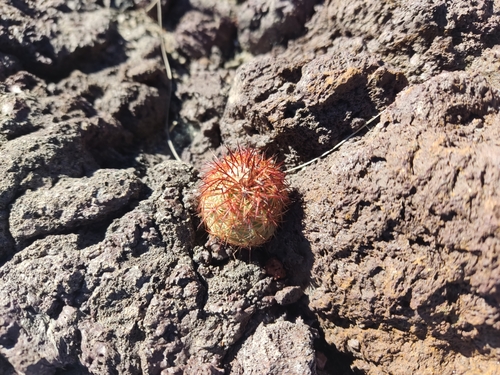 Echinocereus pamanesii