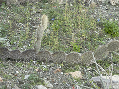 Opuntia pycnantha