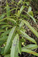 Melicytus lanceolatus