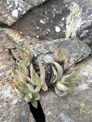 Dudleya