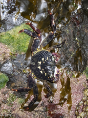 Leptograpsus variegatus