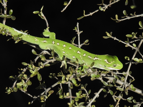 Naultinus gemmeus