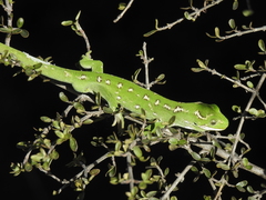 Naultinus gemmeus