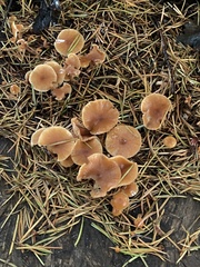 Tubaria furfuracea