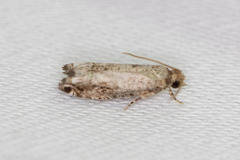 Epinotia