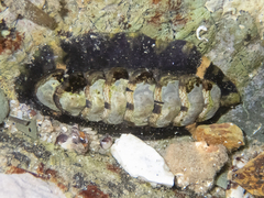 Onithochiton quercinus