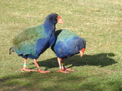 Porphyrio hochstetteri