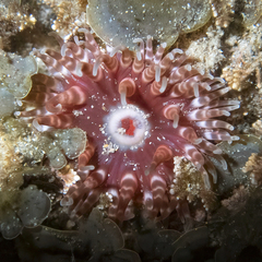 Phlyctenanthus australis