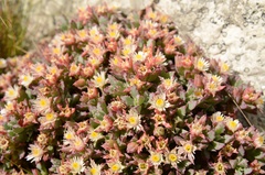 Oscularia deltoides