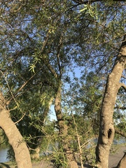 Sapium haematospermum