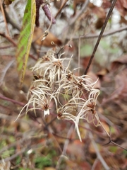 Clematis virginiana