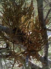 Arceuthobium divaricatum