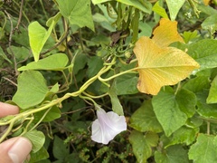 Ipomoea batatas
