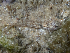 Bathygobius cocosensis