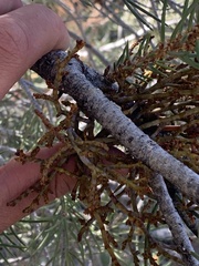 Arceuthobium divaricatum