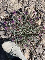 Astragalus lentiginosus