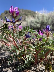 Astragalus lentiginosus