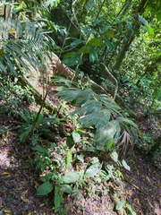 Socratea