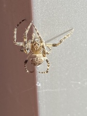 Larinioides sclopetarius